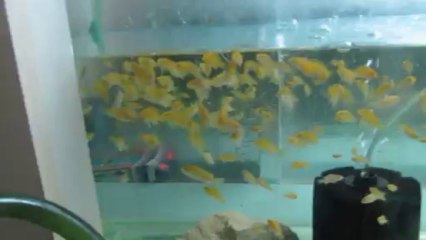 sarı prenses yavrular