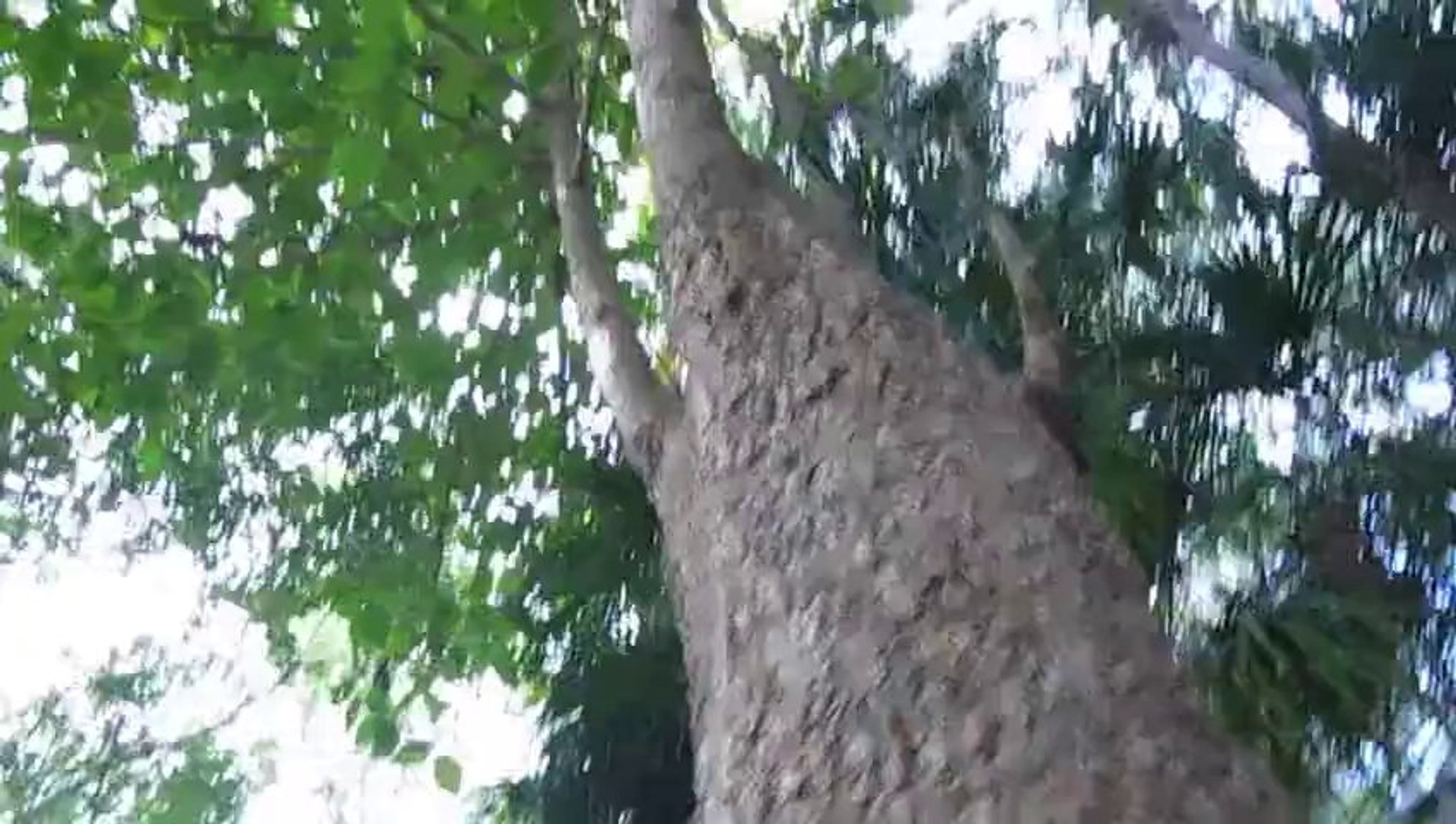 ⁣Inside a Hollow Tree