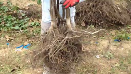 Ceviz fidanı-açık köklü