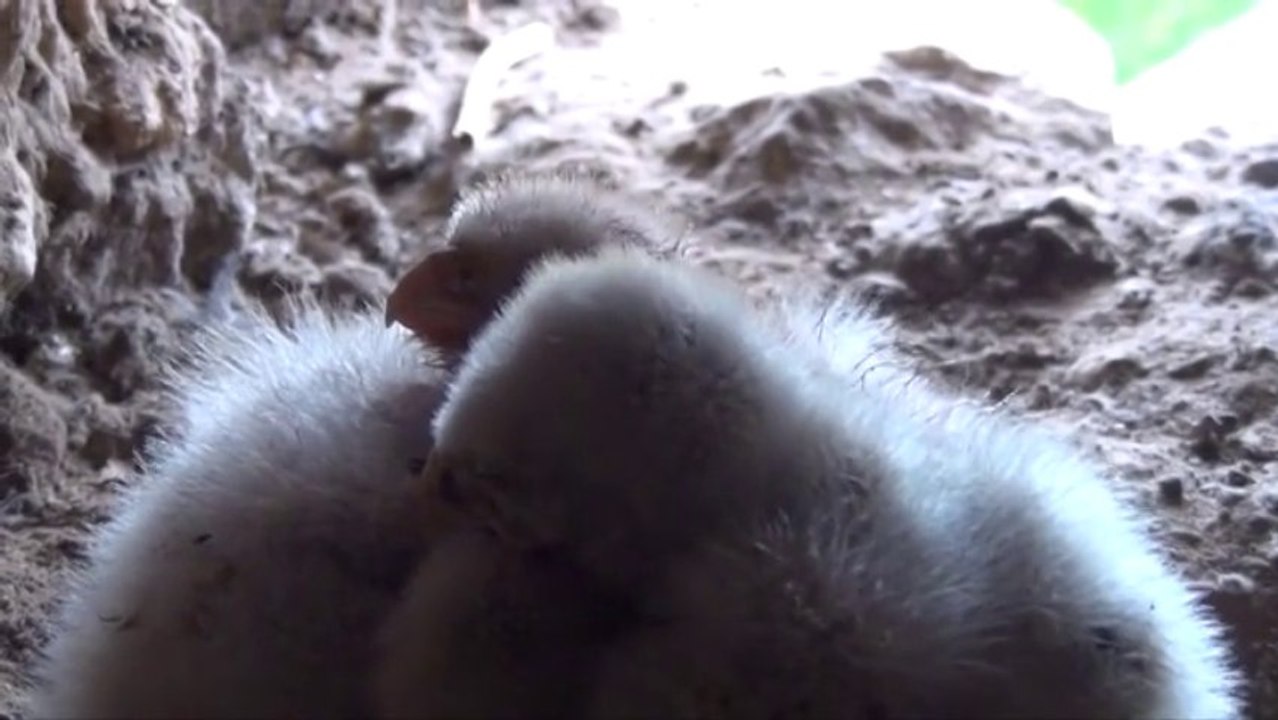 Faucons crécerelles 2013