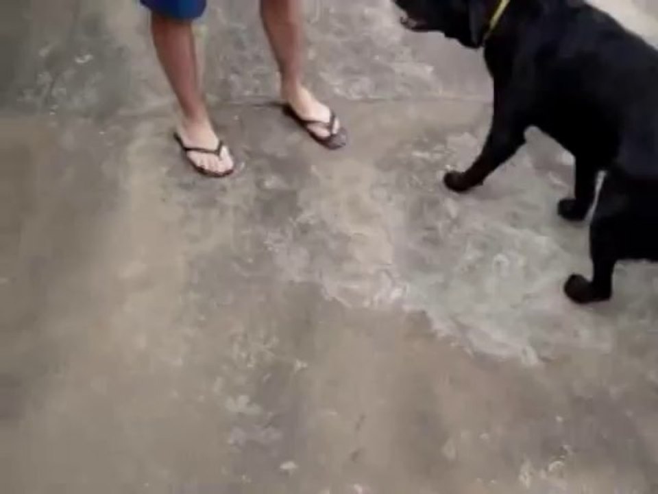 Nemo_clip0