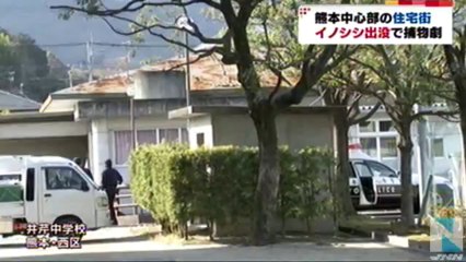 20131222熊本中心部の住宅街にイノシシ出没