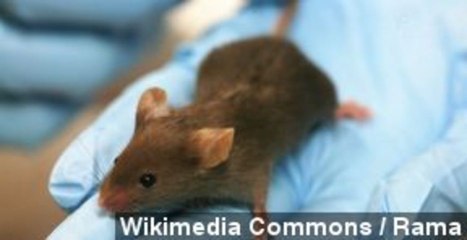 Researchers Reverse Signs Of Aging In Mice