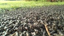 Invasion de milliers de grenouilles