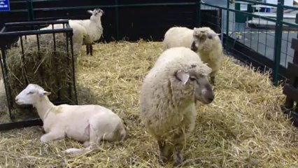 DIRTY DEEDS DONE TO SHEEP