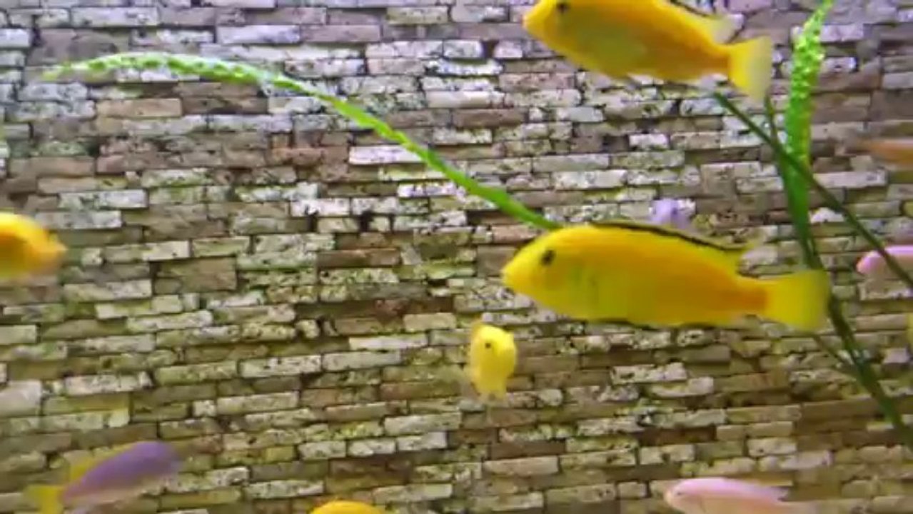 malawi tankım 22-12-2013