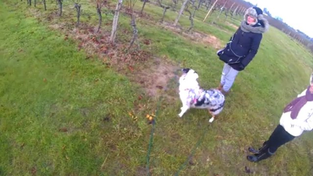 RECHERCHE UTILITAIRE a cani sport 33