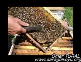 www.karagolkoyu.org - Karagöl Köyü Bal Diyarı
