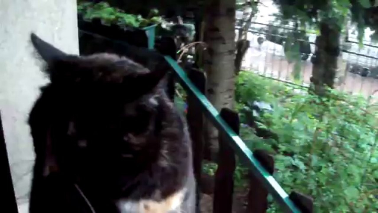 Regen/rain/chuva & sissi