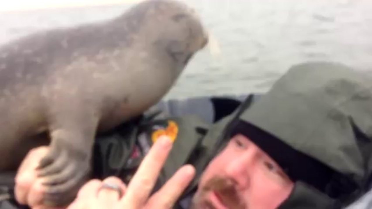 Ce phoque veut vraiment se faire des amisCe phoque veut vraiment se faire des amis