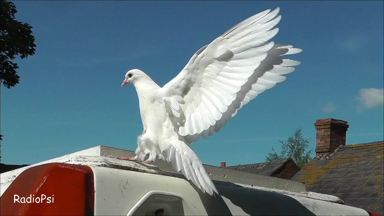 Slow Motion Doves in HD