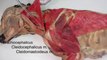 Anatomy Helping Video: Dissection of Dog (1 of 3)