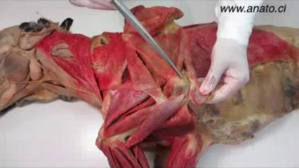 Anatomy Helping Video: Dissection of Dog (2 of 3)
