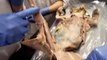 Anatomy Helping Video: Dissection of Dog (3 of 3)