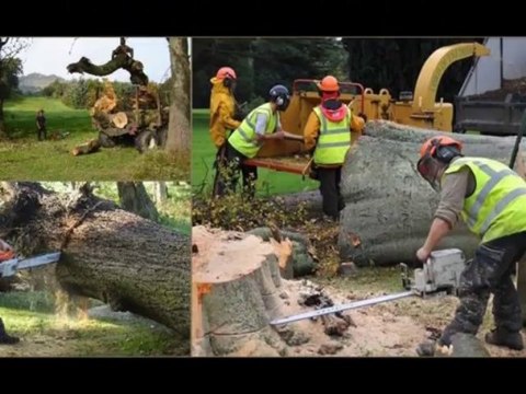 Amazing Tree Surgeon Around The World By North london tree surgeon