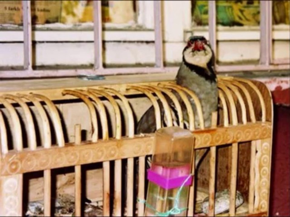 ali gencebay belimizi buken var sarki hasim koc muzik yapim.wmv