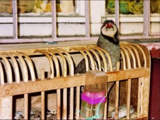 ali gencebay belimizi buken var sarki hasim koc muzik yapim.wmv