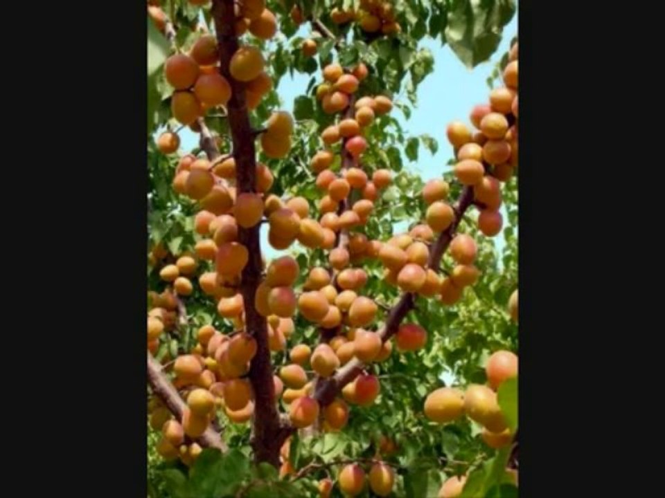 ali gencebay giden gidene ilahi hasim koc muzik yapim.wmv