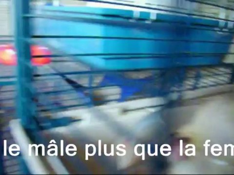 charly discute dans son bocal