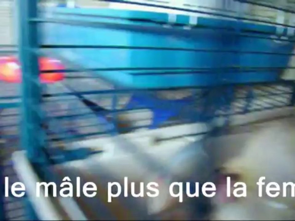 charly discute dans son bocal