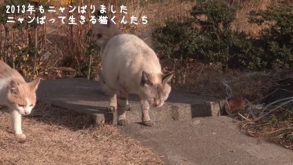 『2013年もニャンばりました』ニャンばって生きる猫くんたち