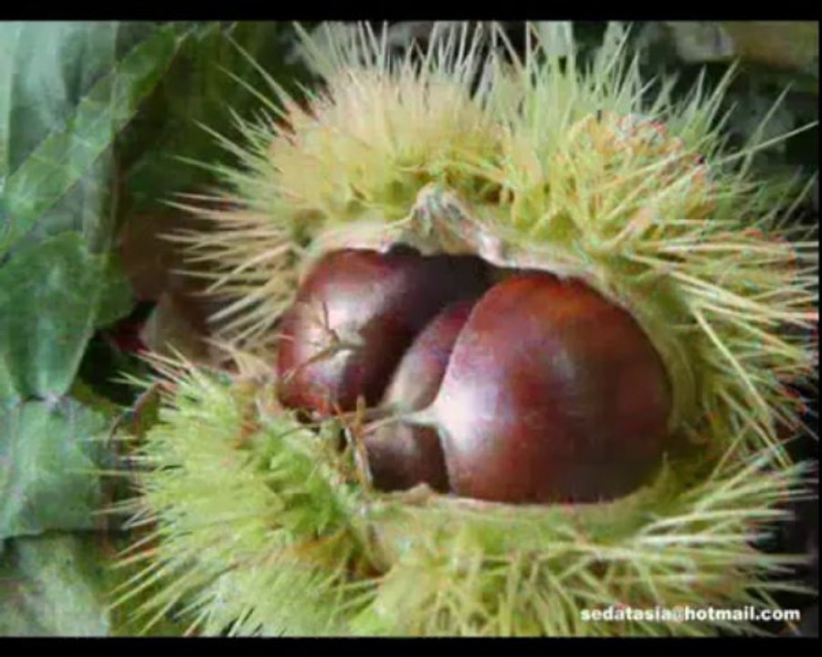 Mercan Dede-Toz pembe ve Secret