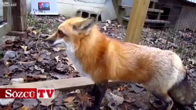 Evcil tilki gördünüz mü?