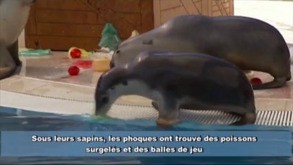 C'est aussi Noël pour les animaux au zoo de Sydney