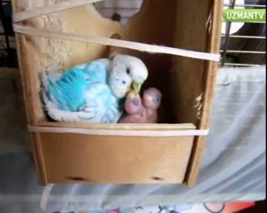 Yavru muhabbet kuşları nasıl beslenmeli_