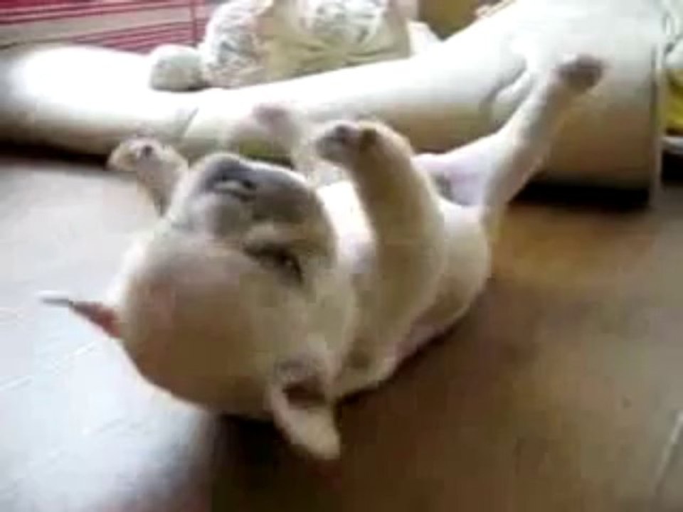 Bouledogue Fran%E7ais