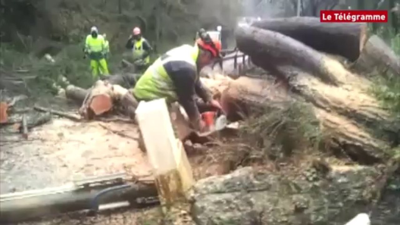 Saint-Martin-des-Champs (29). Un arbre tombe sur le boulevard Saint-Germain