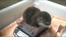 So cute Baby River Otter Pup. Adorable animal