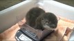 So cute Baby River Otter Pup. Adorable animal