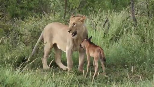 Une Lionne sauve un bébé Gnou de l'attaque d'un autre lion. Impressionnant!