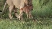 A Lion saves a baby gnu cub from the attack of another lion... Awesome!