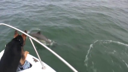 Tải video: A Dog jumps on Dolphins! Awesome cute animal!