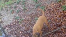 zeppo boxer dog beekhuizen
