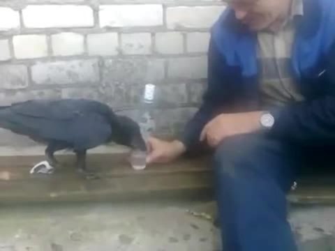 Un corbeau boit de la vodka en Russie