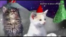 Jingle Cats - Cats Meowing Christmas Song - Silent Night_Benny