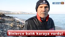 Binlerce balık karaya vurdu