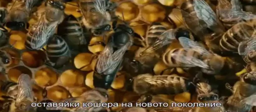 Повече от мед - част 1