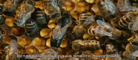 Повече от мед - част 1