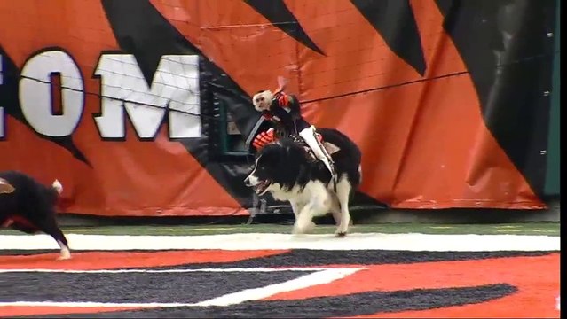 Des singes cowboys font du rodéo sur des chiens