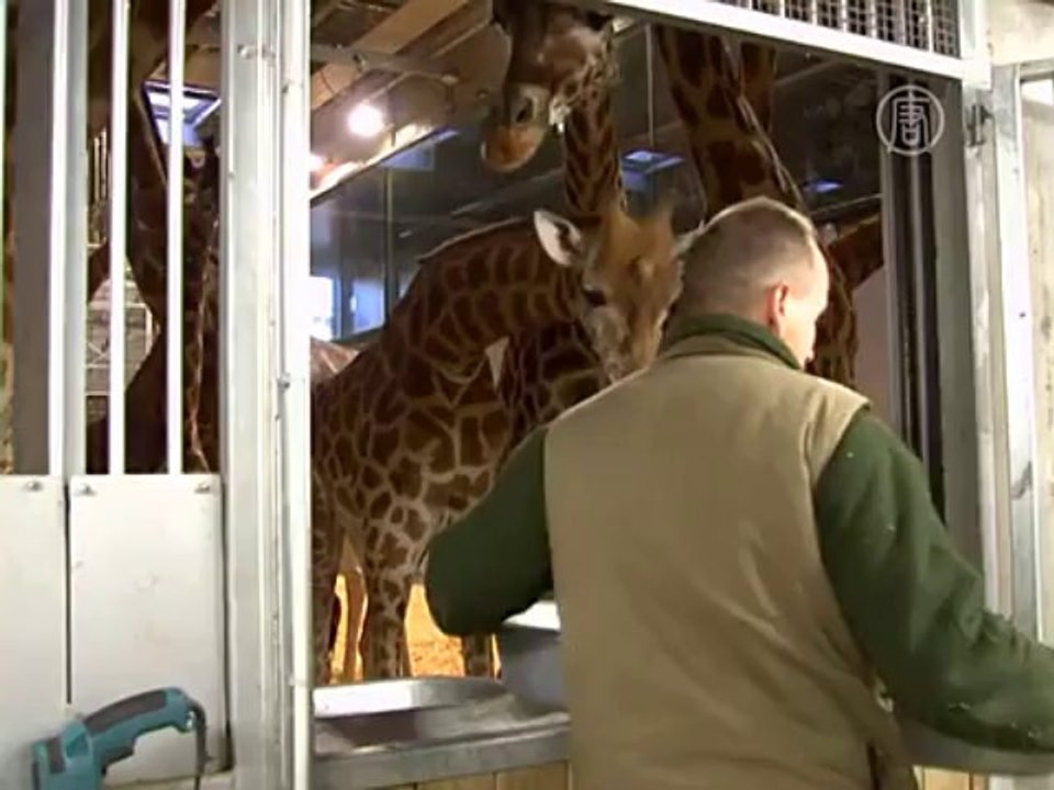 16 жирафов не стали выселять во время ремонта