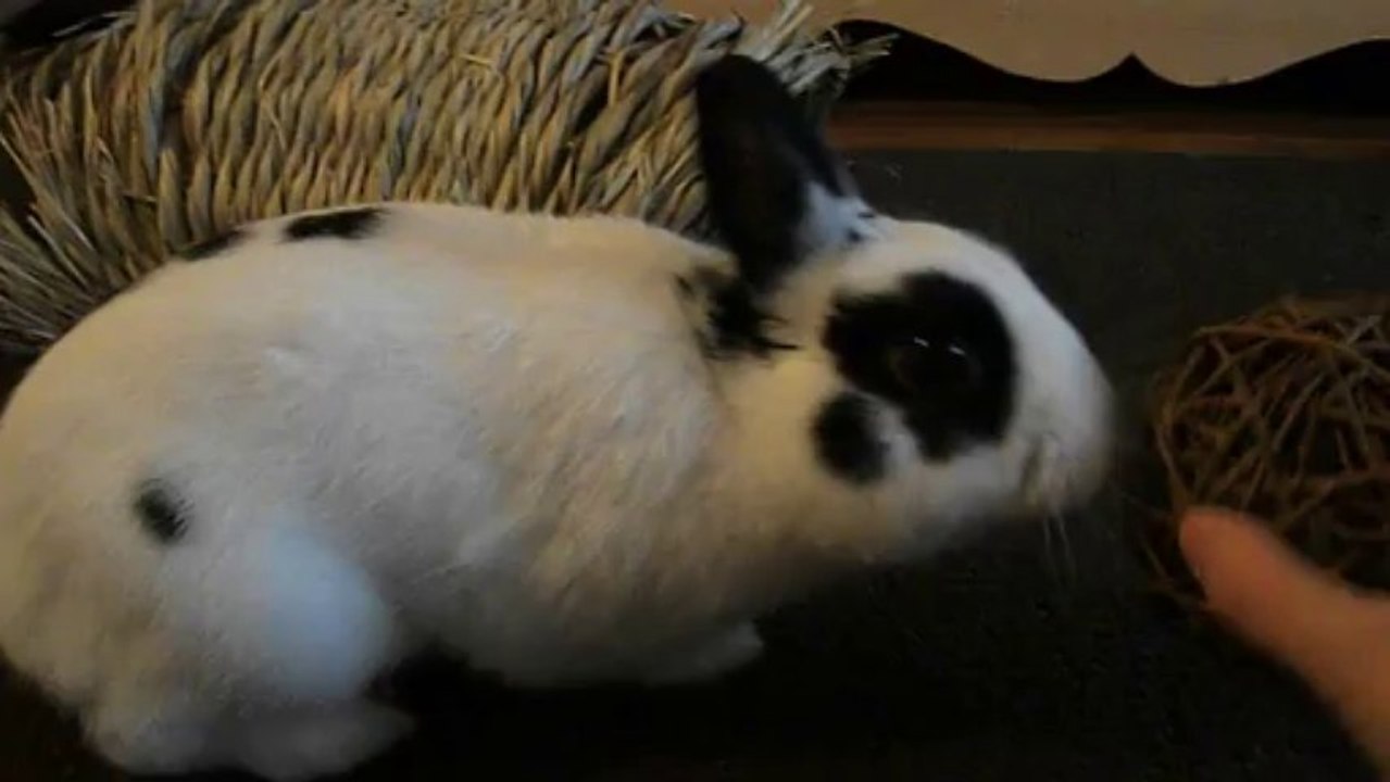 Pinou et sa balle en tige de saule (19/12/13)