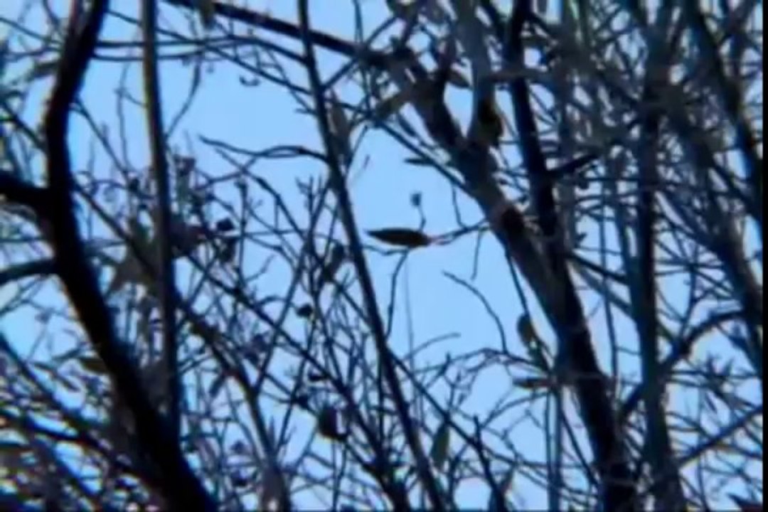 Охота на утку в кукурузе