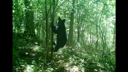 Tranquility Trails- Into the wild