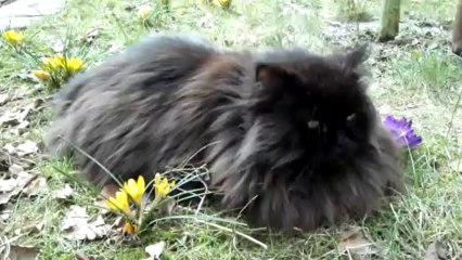 Wuji & Frühling/Primavera/Spring