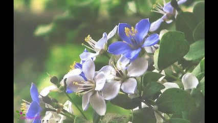 HAMADI Honey Soymilk Hair Wash Daily Shampoo