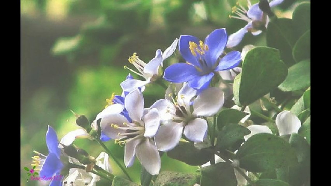 HAMADI Honey Soymilk Hair Wash Daily Shampoo